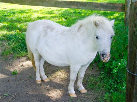 Un Poney Club pour les enfants à Carré Sénart.